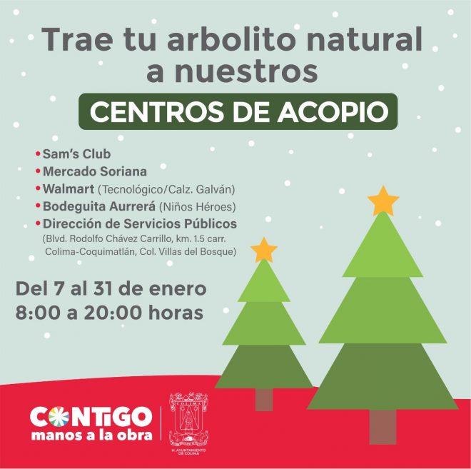 Inicia Ayuntamiento de Colima recolección de pinos de navidad naturales