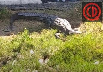 Reportan tres cocodrilos en canal de la Unidad Padre Hidalgo