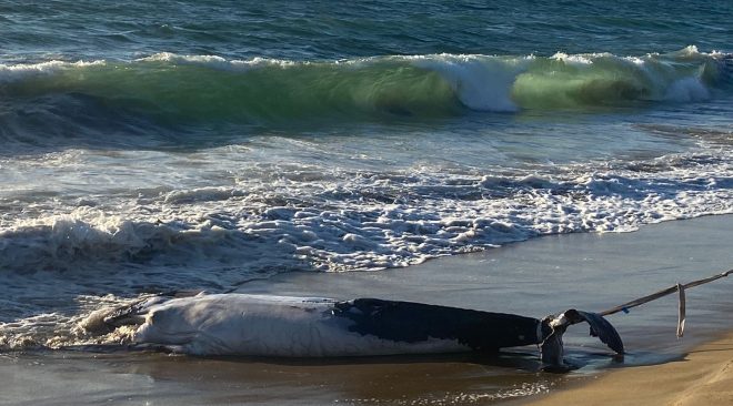 Aparece ballenato muerto en playa de Las Brisas