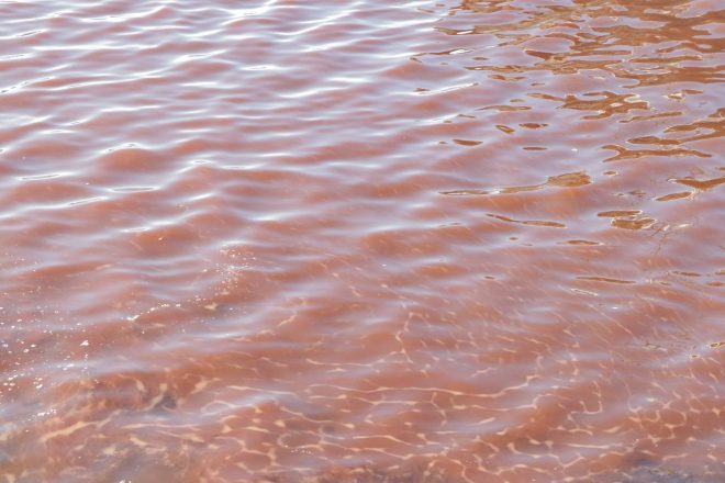 Continúa la marea roja tóxica en Manzanillo
