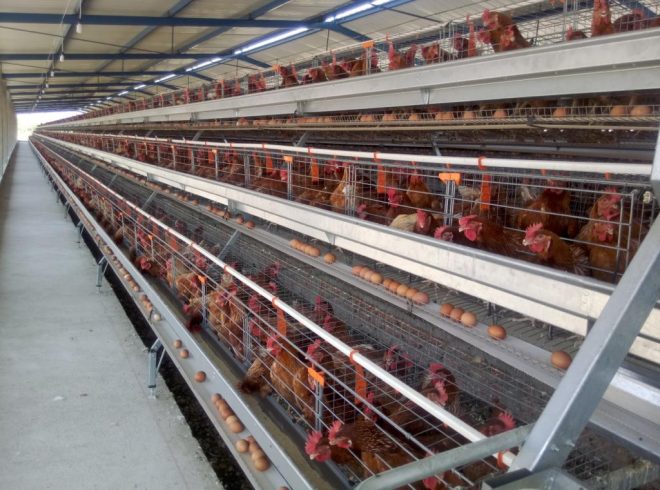 Gobierno de Colima y Senasica redoblan vigilancia para mantener sanidad avícola en el estado