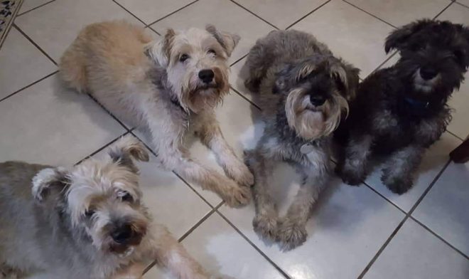 Ayuntamiento de Colima anuncia campaña gratuita de esterilización para mascotas