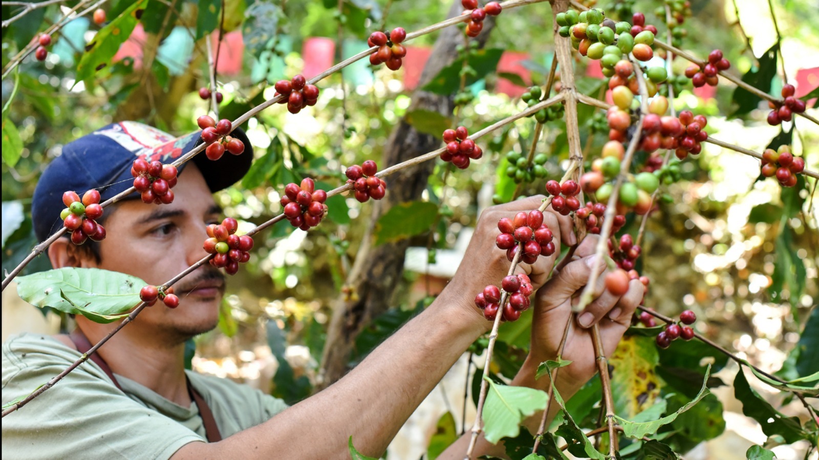 Este fin de semana se realizará el ‘Festival del Café’ en Canoas, en Manzanillo
