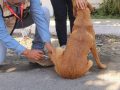 Salud Colima exhorta a prevenir enfermedades en animales para proteger a la población