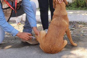 Salud Colima exhorta a prevenir enfermedades en animales para proteger a la población