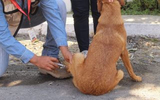 Salud Colima exhorta a prevenir enfermedades en animales para proteger a la población