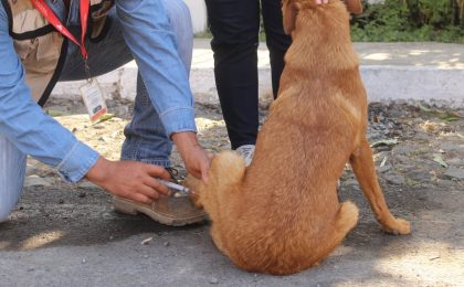 Salud Colima exhorta a prevenir enfermedades en animales para proteger a la población