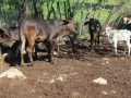 Agradecen a la gobernadora Indira Vizcaíno por destinar recursos para combatir al gusano barrenador del ganado