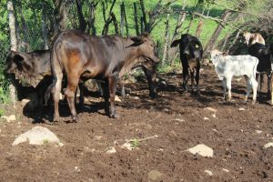 Agradecen a la gobernadora Indira Vizcaíno por destinar recursos para combatir al gusano barrenador del ganado