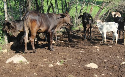 Agradecen a la gobernadora Indira Vizcaíno por destinar recursos para combatir al gusano barrenador del ganado