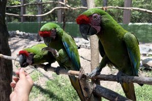 Estudiantes del curso Explora 2.0 conocen acciones para proteger la biodiversidad