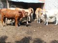 Gobierno del Estado de Colima cierra barrido para detección de tuberculosis bovina en los 10 municipios