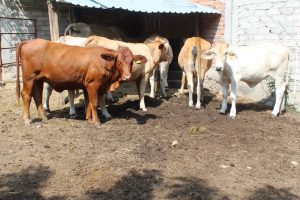 Gobierno del Estado de Colima cierra barrido para detección de tuberculosis bovina en los 10 municipios