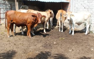 Gobierno del Estado de Colima cierra barrido para detección de tuberculosis bovina en los 10 municipios