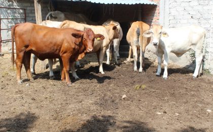 Gobierno del Estado de Colima cierra barrido para detección de tuberculosis bovina en los 10 municipios
